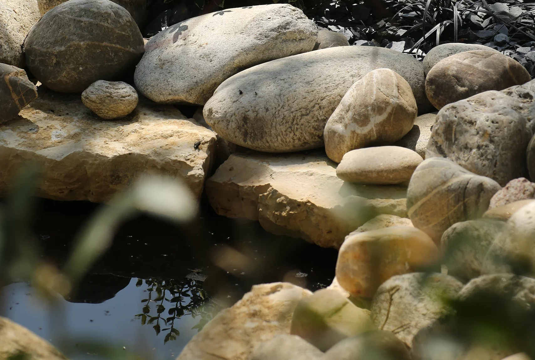 Berge de bassin naturel avec galets roulés, dallage calcaire, ophiopogon noir et arbuste panaché sur paillage ardoise — Pont-Sainte-Maxence, Oise — Colver