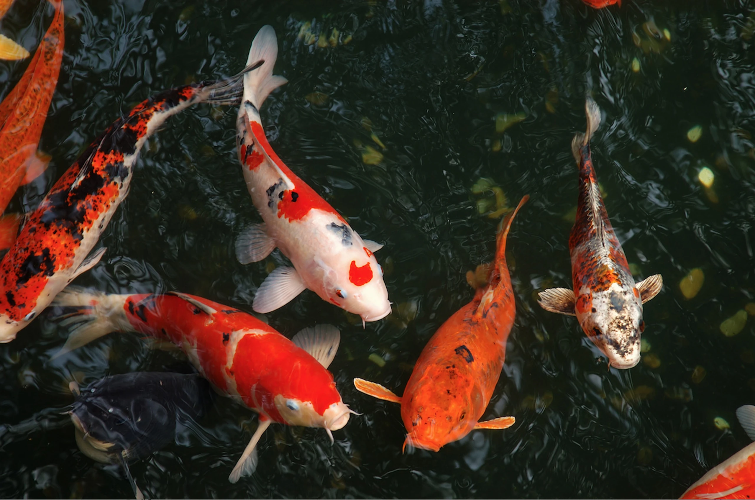 Vue plongeante sur un bassin à koïs multicolores nageant dans une eau sombre — Chauny, Aisne — Colver