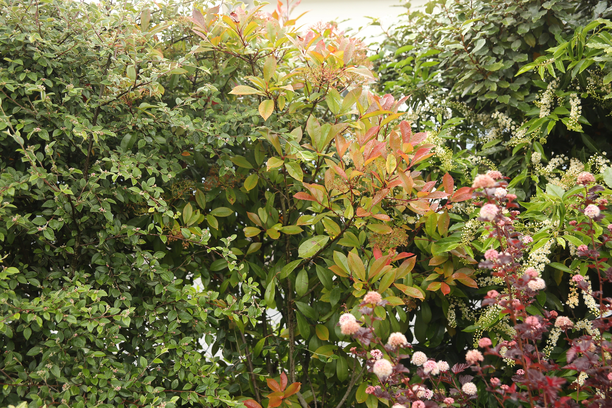 Massif arbustif mélangé avec photinia aux jeunes pousses rouges, viburnum et spirée à floraison rose — Venette, Oise — Colver