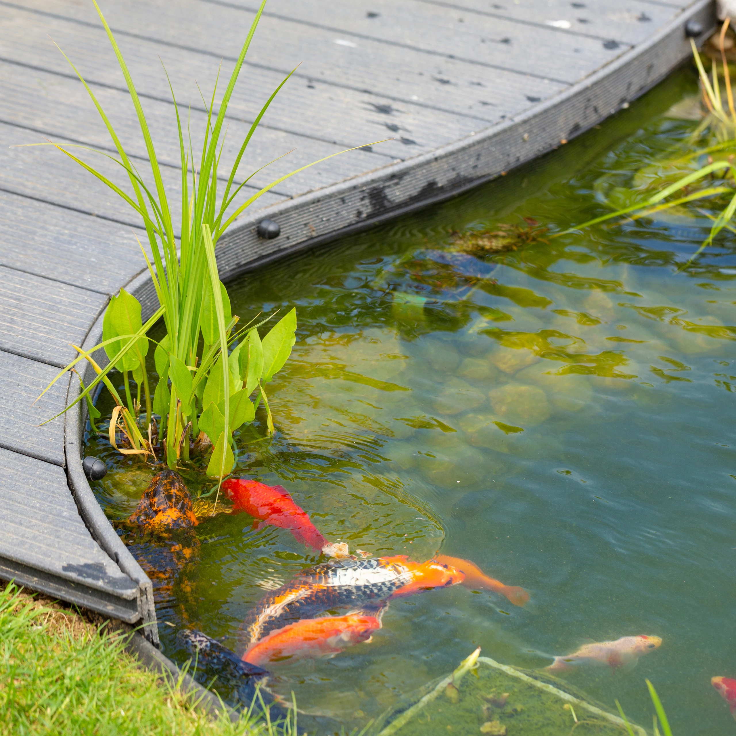 Bassin à koïs avec plage en composite arrondie, plantes aquatiques et poissons japonais — Noyon, Oise — Colver