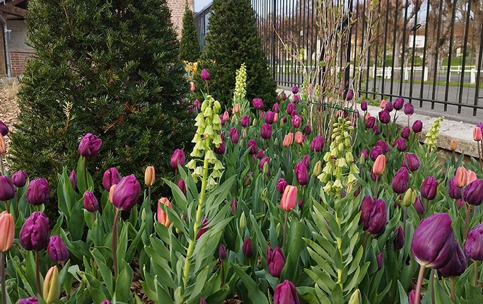 0-plantation-bulbes-tulipes-narcisses-automne-jardin-oise