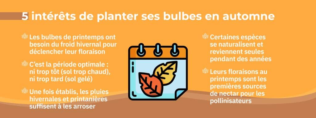 intérêts planter des bulbes en automne températures climat