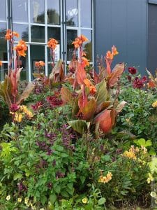bulbes en fleur massif jardin Noyon