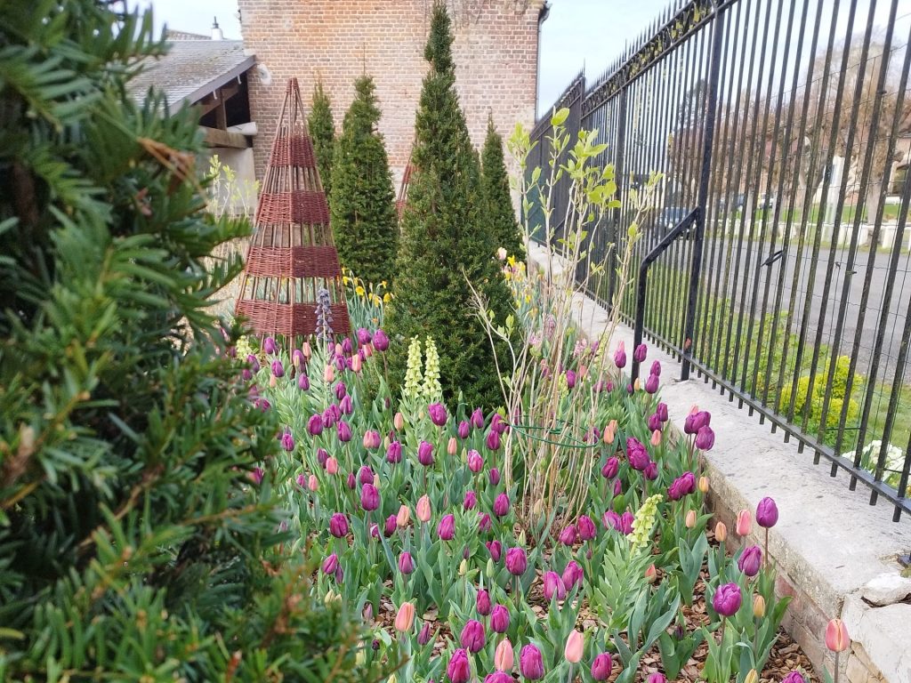 bulbes plantation automne tulipes narcisses massif jardin Picardie
